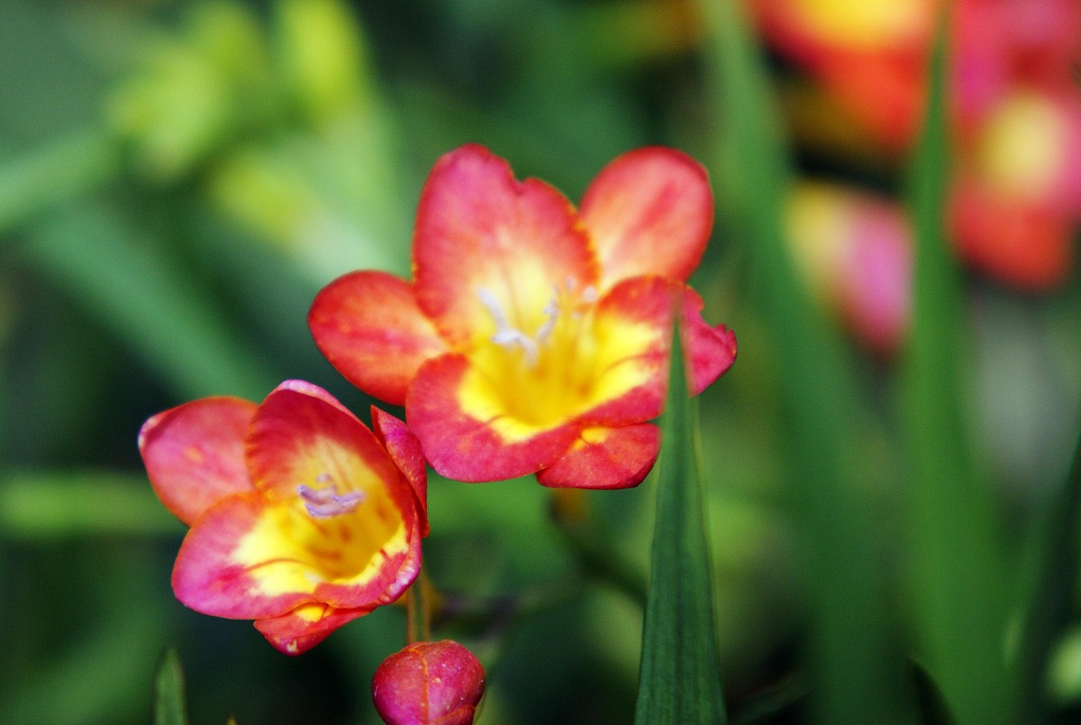 Myron这个英文名怎么样用中文说明