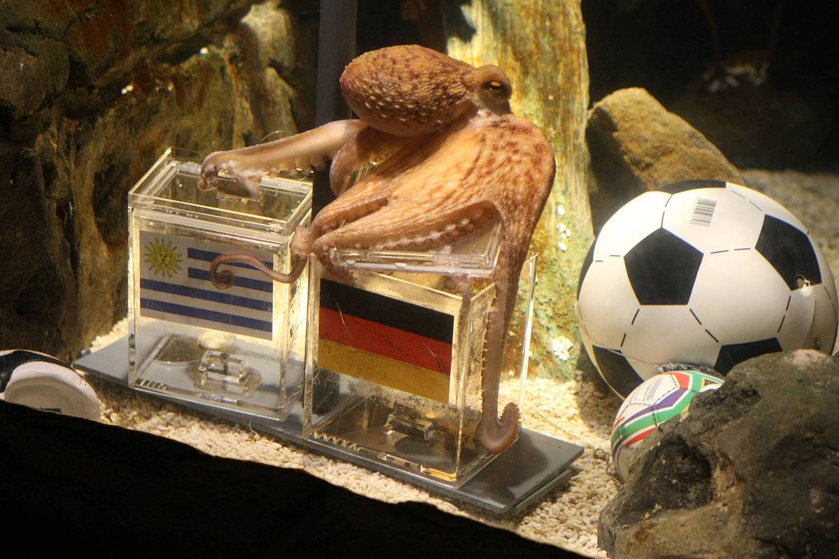 2010年7月9日,2010世界杯3,4决赛前瞻,章鱼帝预测德国胜乌拉圭夺得季