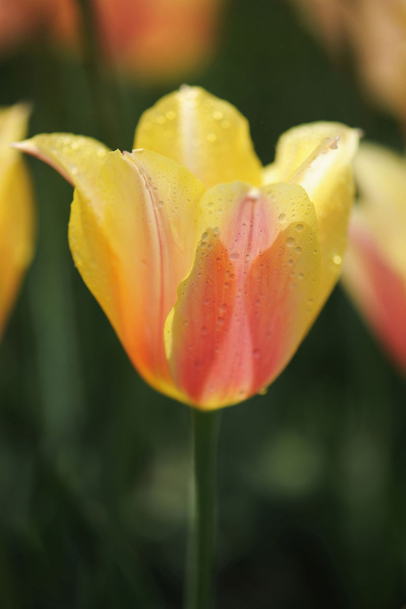 最美花朵 写一篇300字小学作文