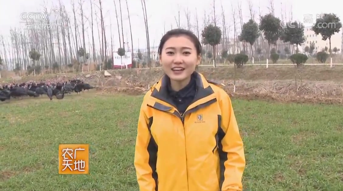 农广天地:怎么解决火鸡的打斗问题,需要按照这样的比例饲养!