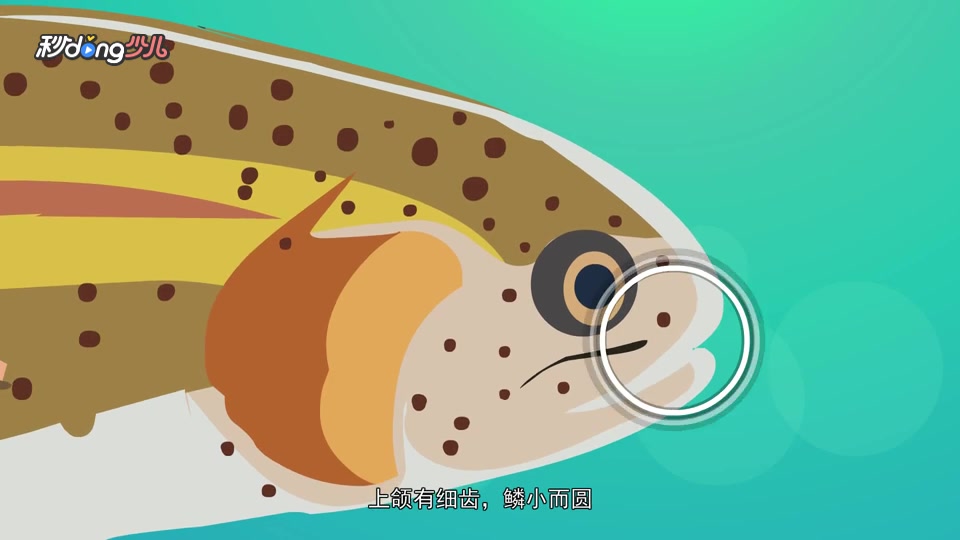 虹鳟鱼和三文鱼的区别