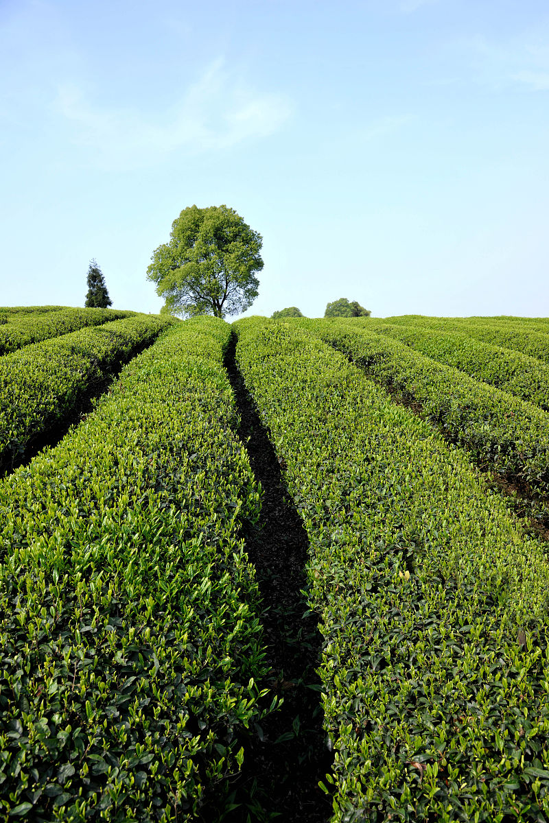 2018年贵州省经济学校茶校中职中专招生简章