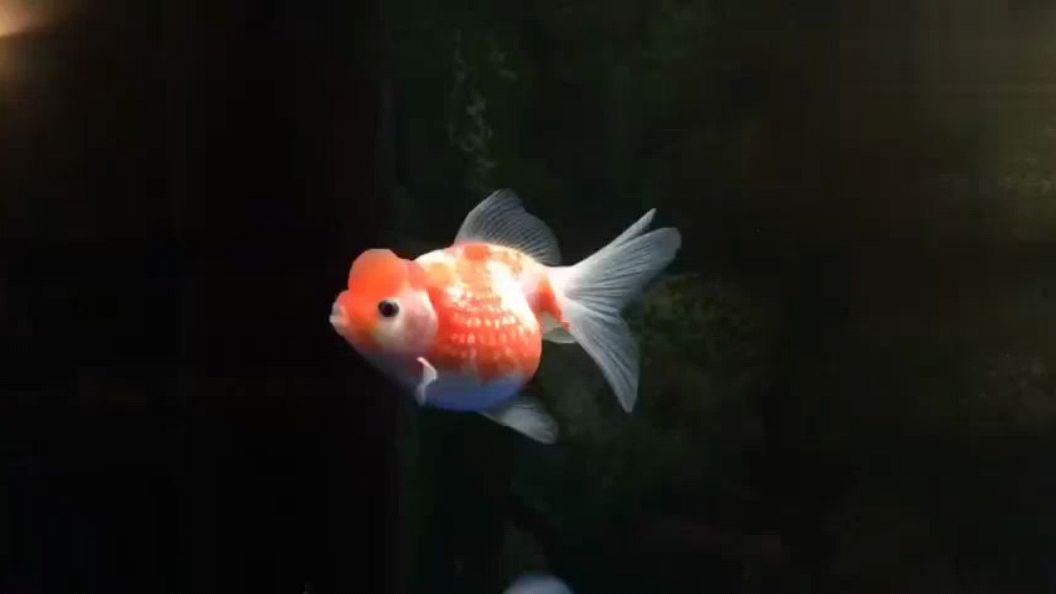 皇冠珍珠鱼欣赏,呆萌可爱