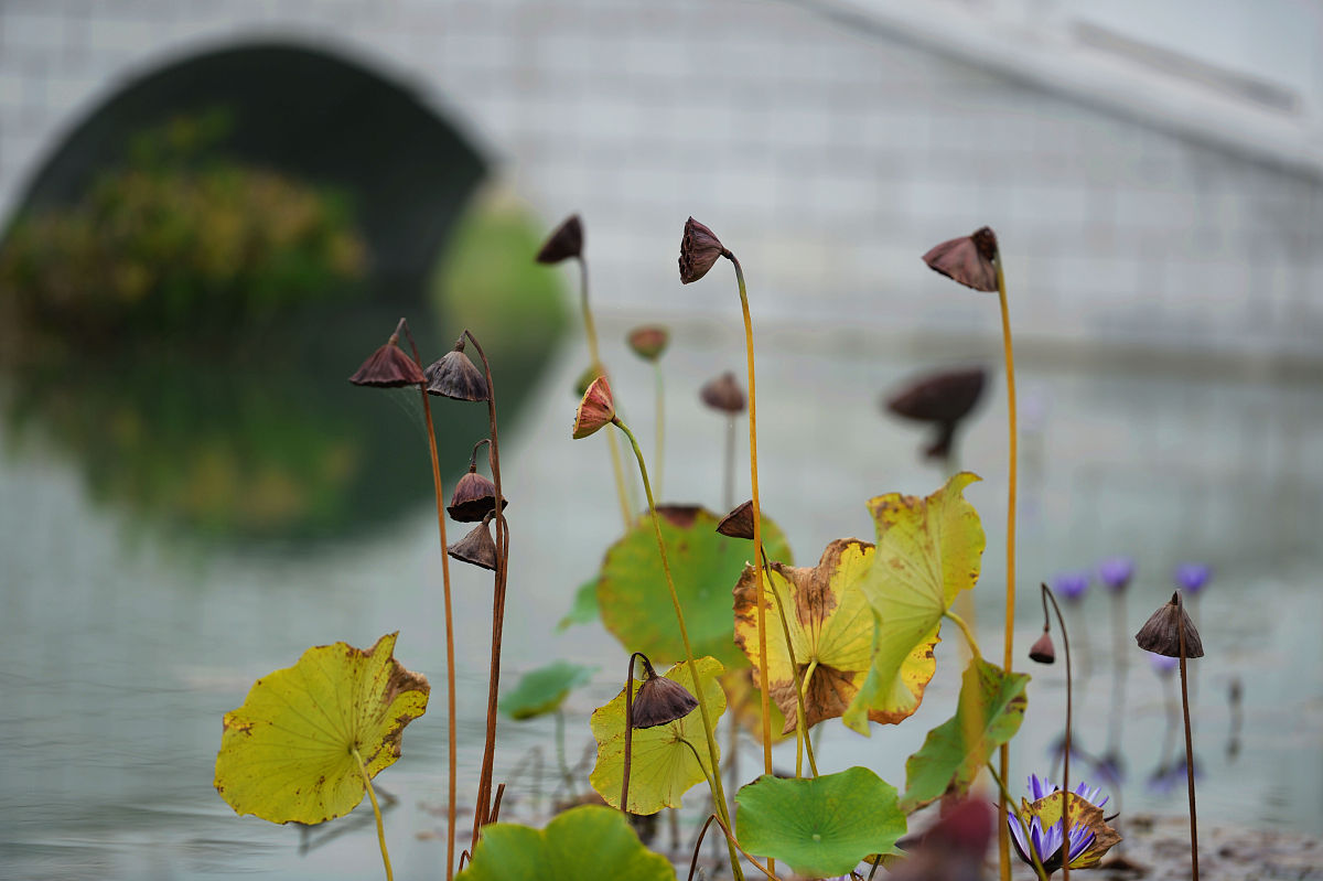 成都锦城外国语学校2021年招生专业：外语人才培养的摇篮