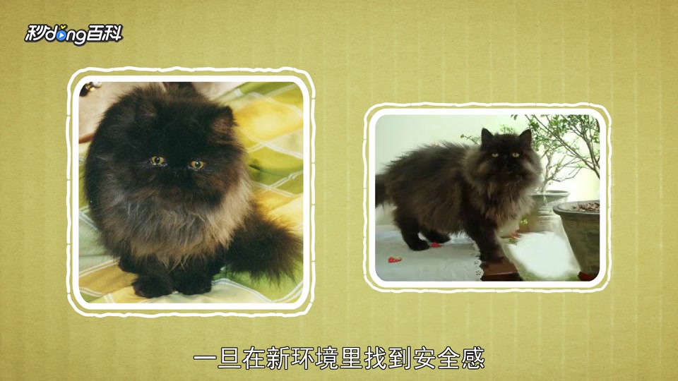 [图]原来烟黑色波斯猫长这样