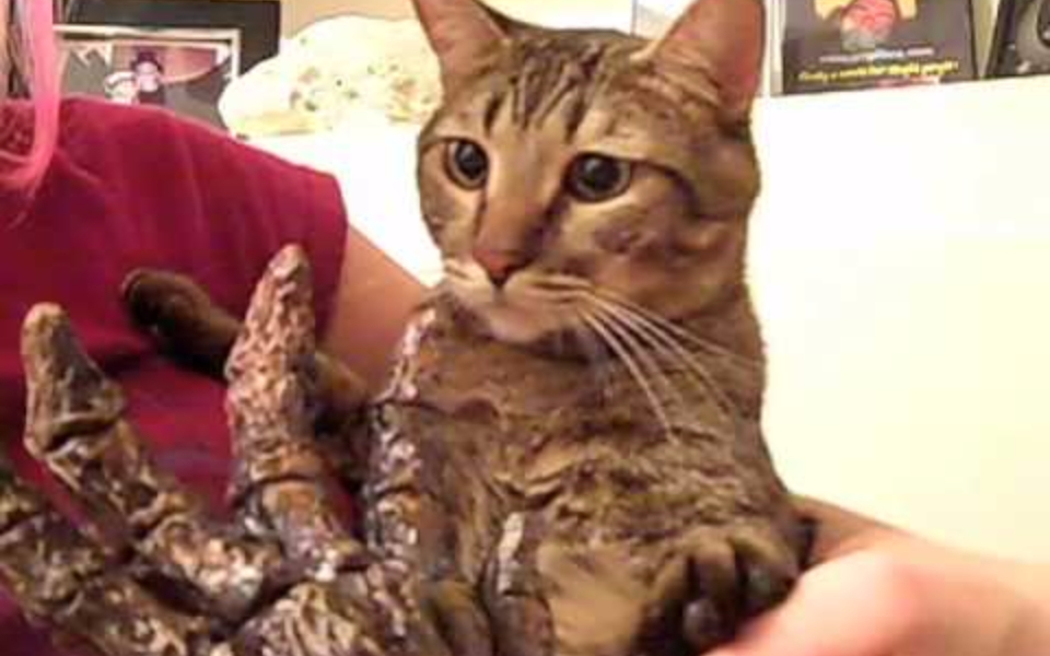 拿一只美人鱼吓猫,猫被吓哭!