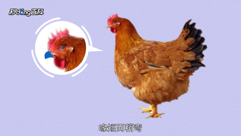 原来九斤黄长这样