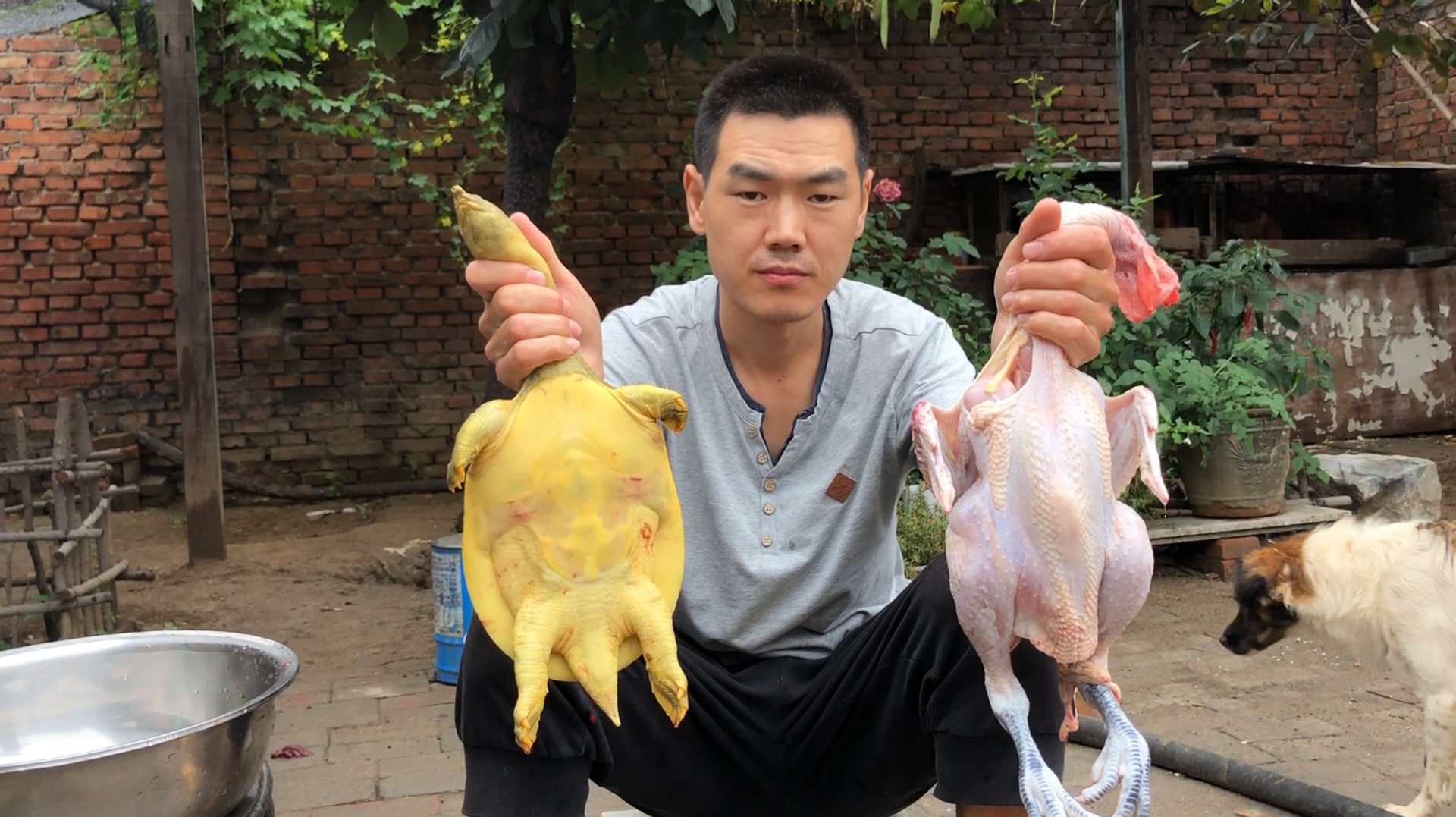 阿远108块买了只甲鱼,又花了80整了只公鸡,做了道甲鱼炖公鸡吃