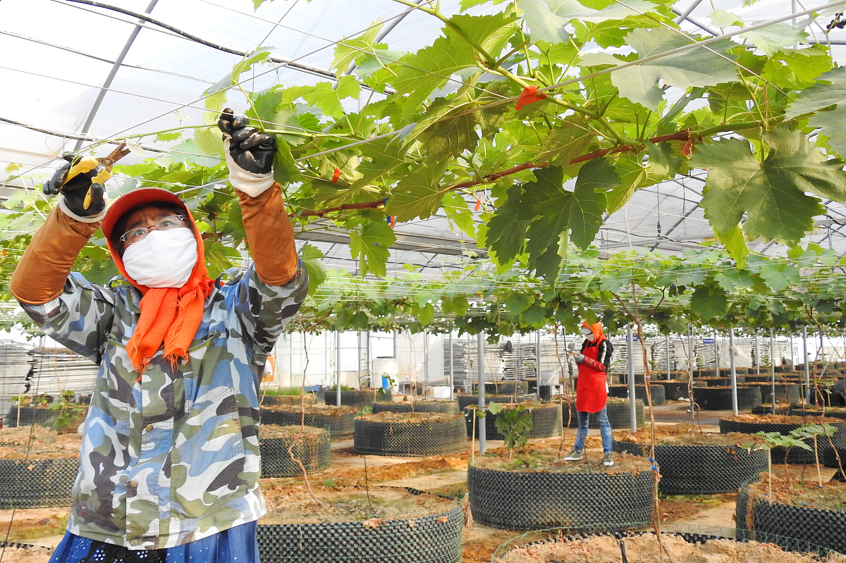 枣庄职业学院现代农业技术（家庭农场经营管理方向）专业课程内容