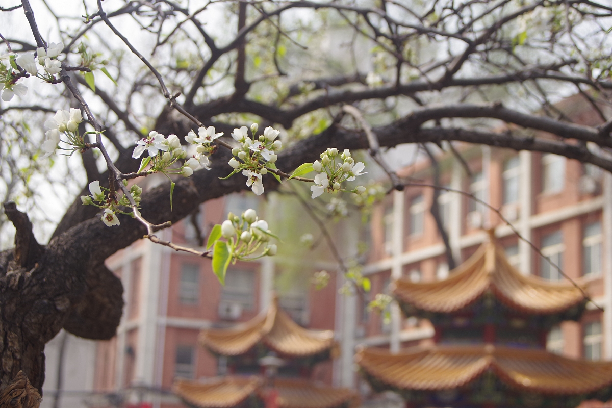 北京哪个大专学校有针灸推拿专业比较好