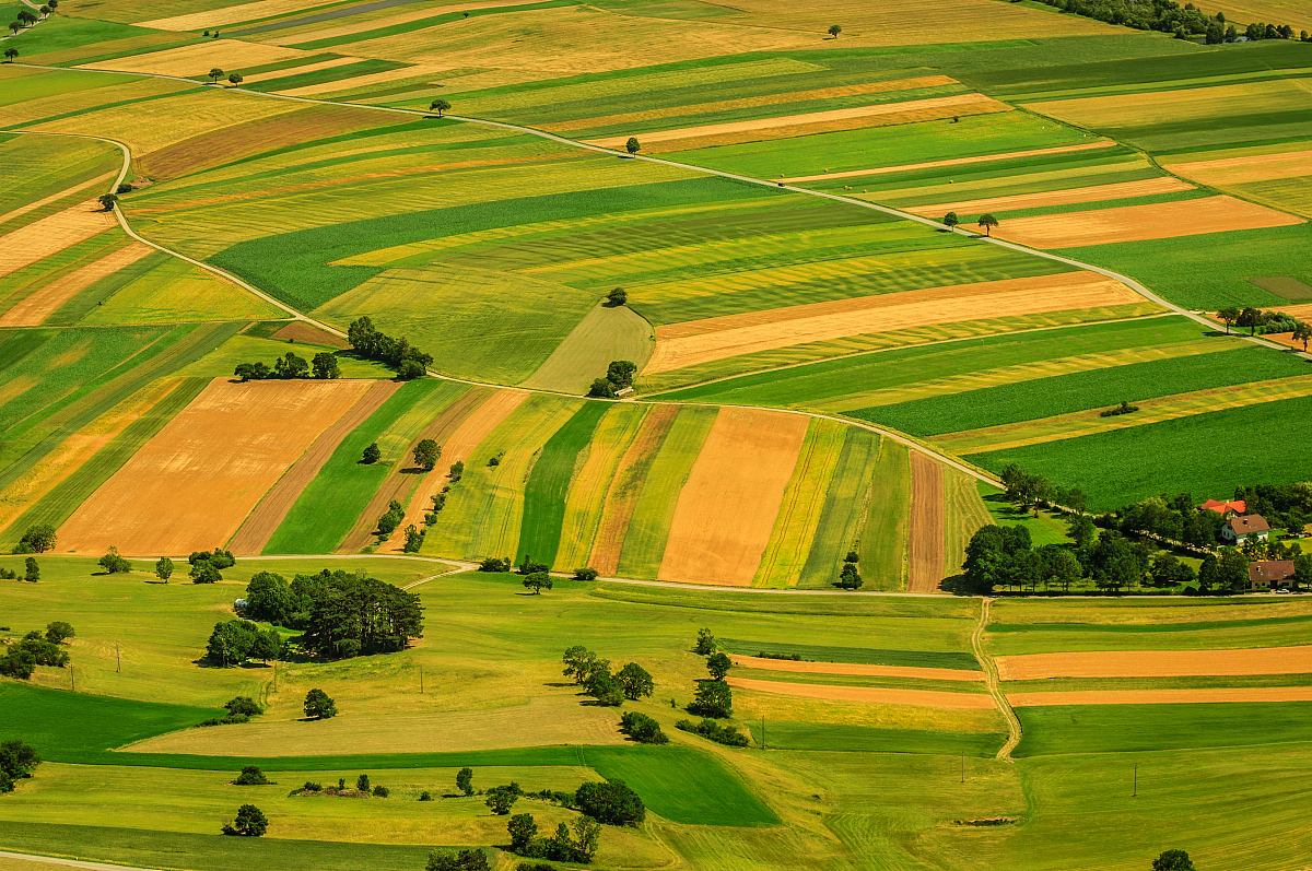 agricultural field