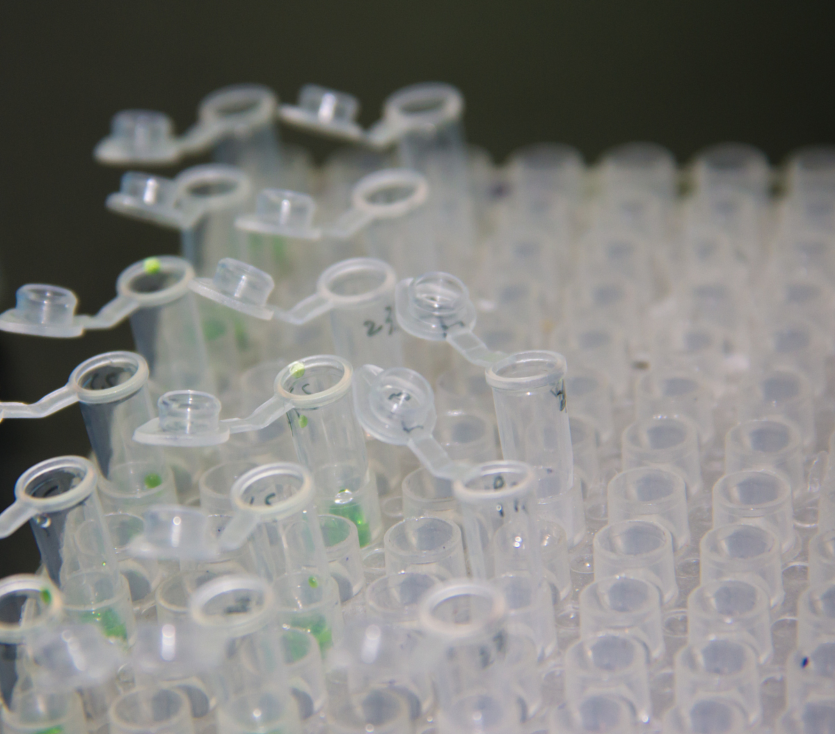 PCR引物怎么制作