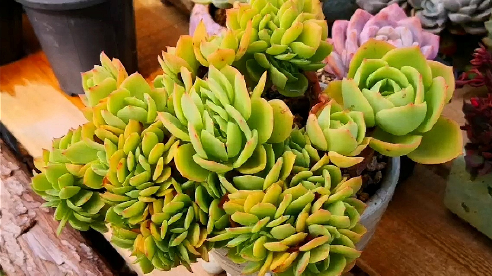 不可多得的鸡蛋碧桃缀化老桩,晒出迷人的淡黄色!