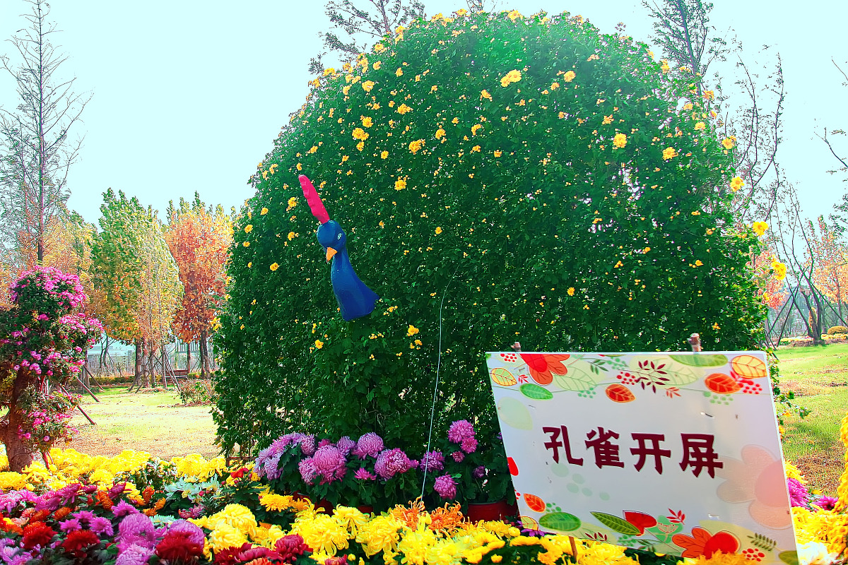 ***_***2016年11月10日,安徽省淮北市,南湖公园里菊花展展出的"孔雀开