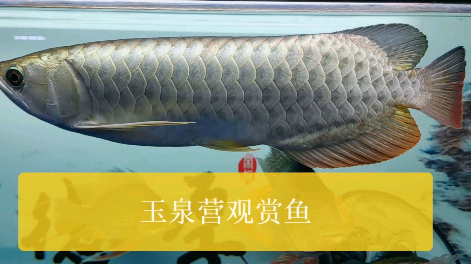 北京玉泉营最大的花鸟鱼虫市场,霸气的金龙鱼,带你走近看看