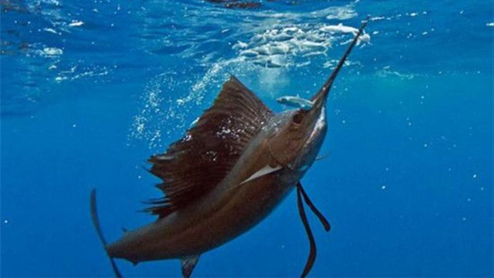 一分钟了解剑鱼