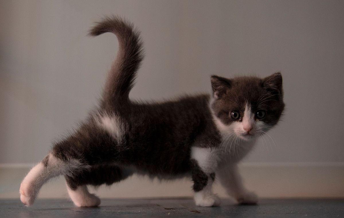 2019年9月2日,北京,中国第一只自主培育的克隆猫"大蒜".希诺谷生物科