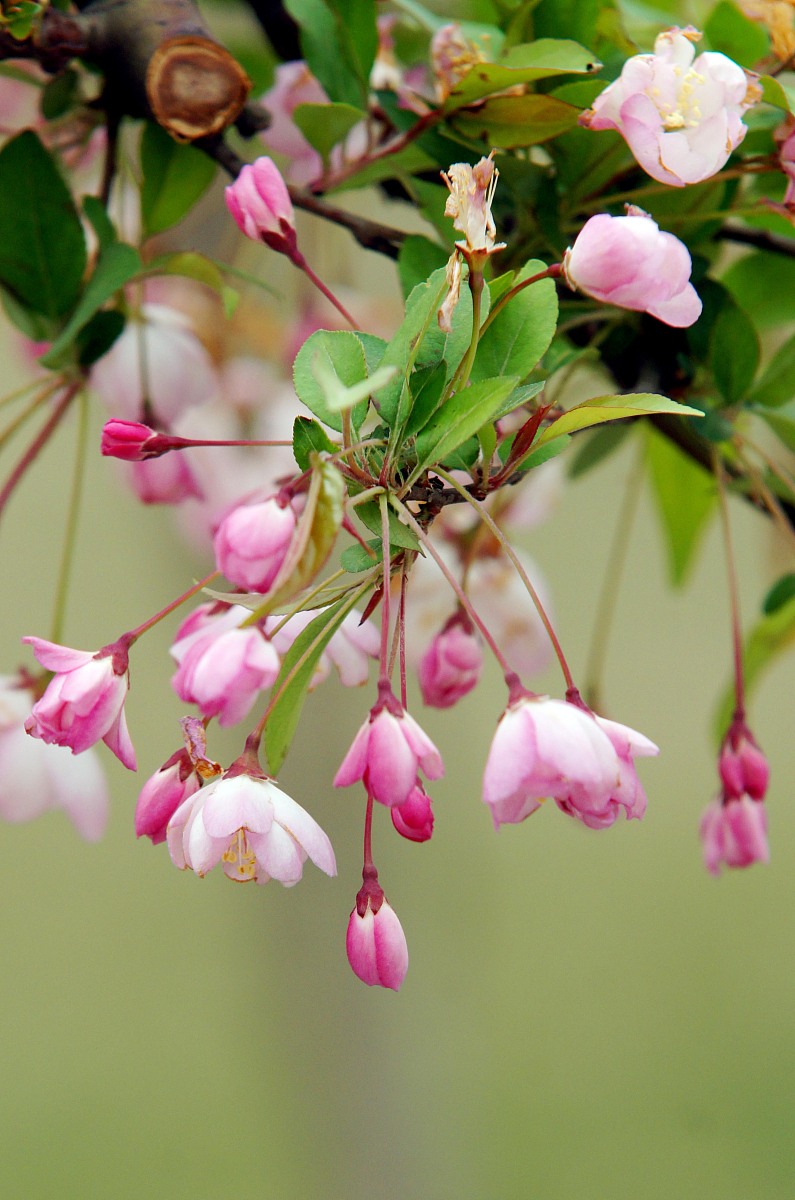 山西运城农业职业技术学院招生专业有哪些有园艺技术专业吗