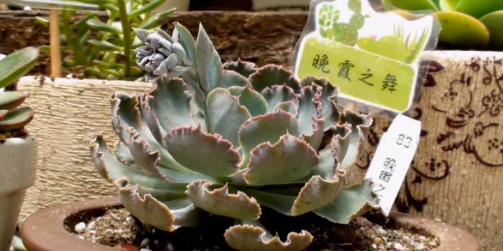 百种多肉大赏,附名称!你都收集全了吗?