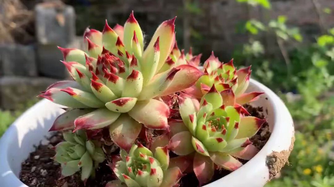 这多肉植物真叫一个“柔情蜜意”,美到不行