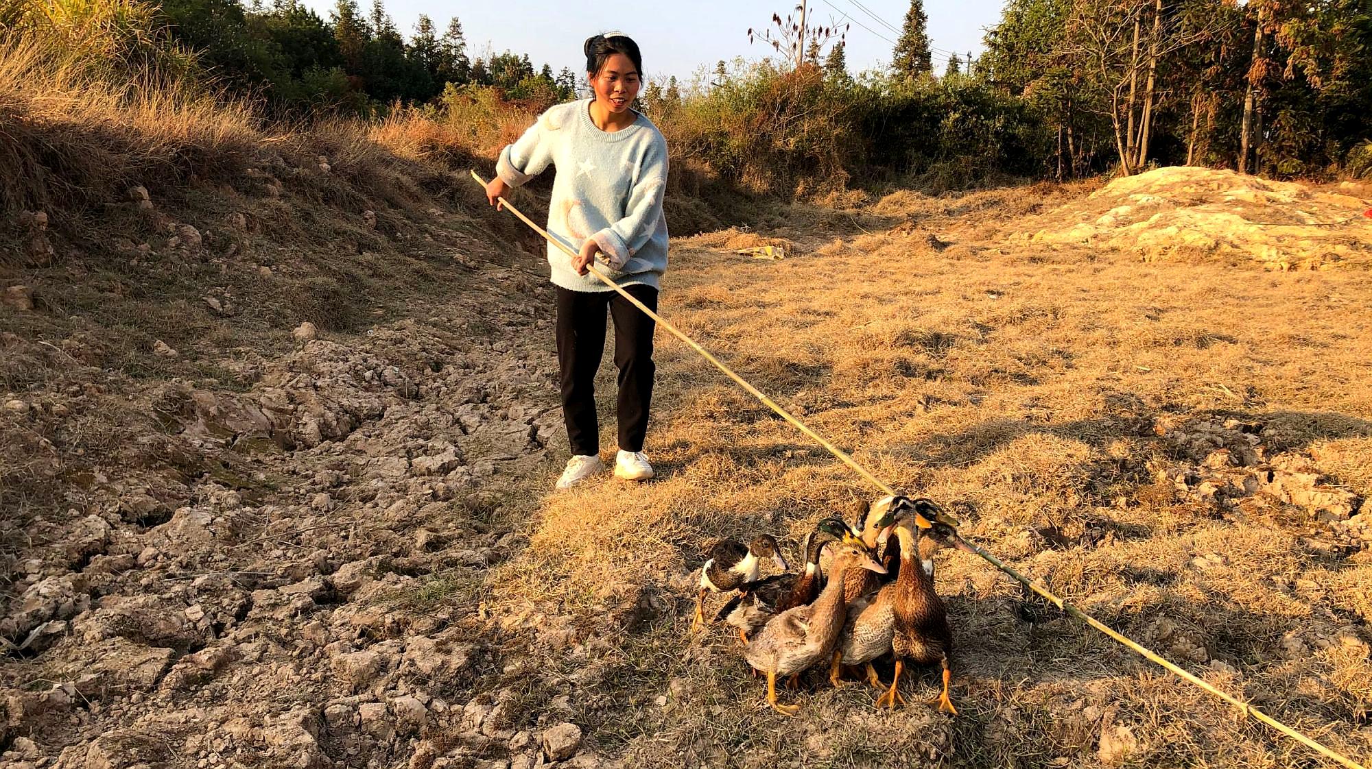 [图]小秀去地里赶鸭子,使劲往草丛里钻的鸭子,气的姑娘都快哭了