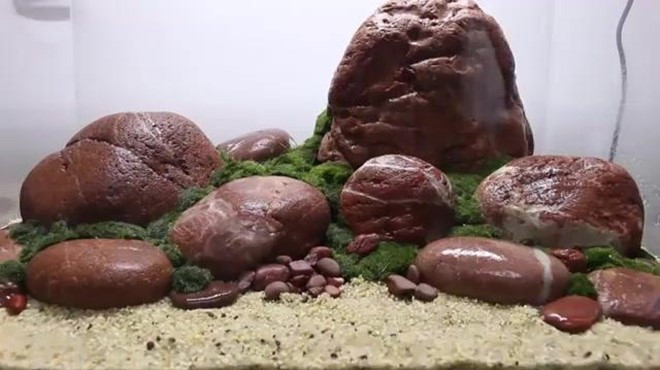 水景鱼靓景色:为孔雀鱼开一个新造景缸,是真爱没错了
