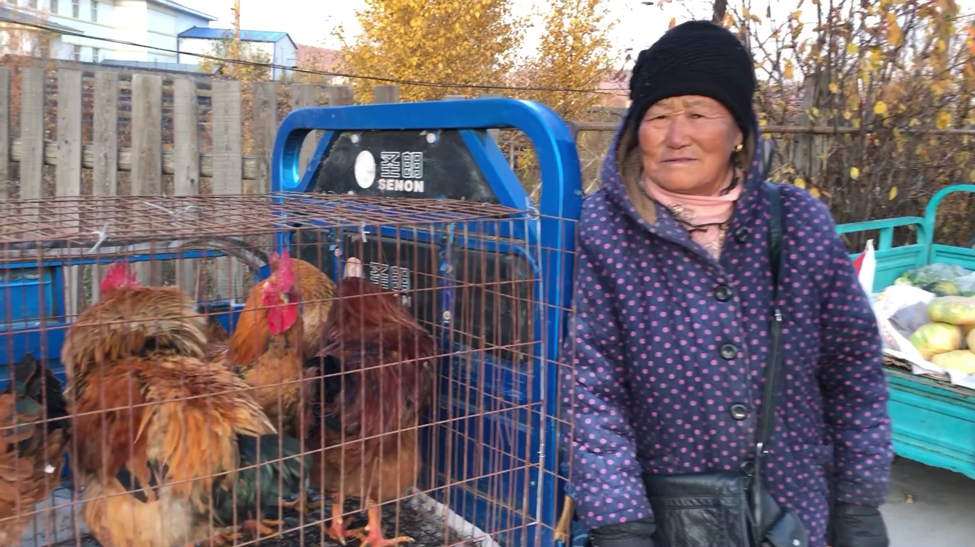 内蒙古莫尔道嘎早市:大公鸡论个卖,价格说出来你觉得贵吗