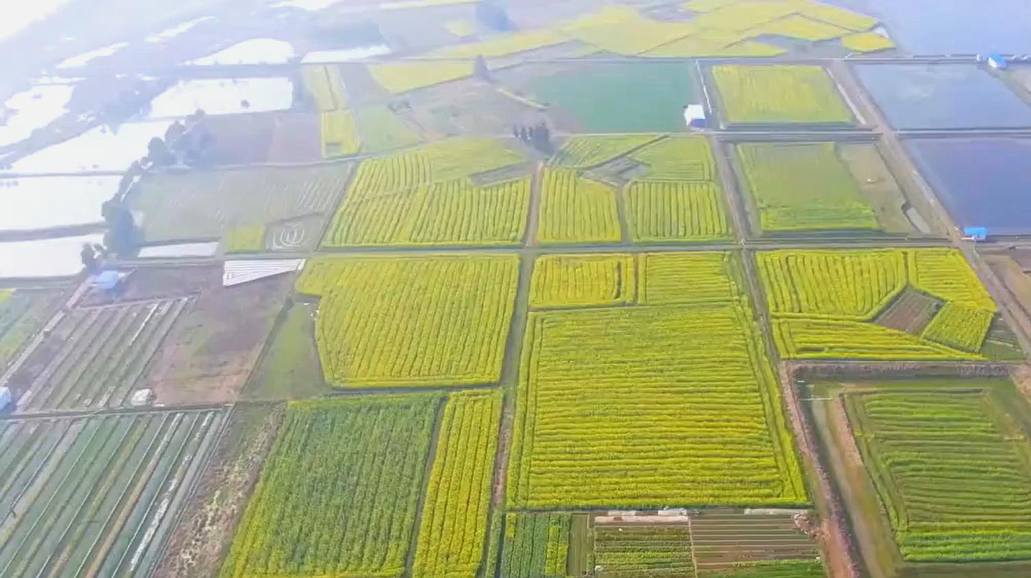 [图]航拍:湖北崇阳万亩油菜花海美如画,看完心情变好了