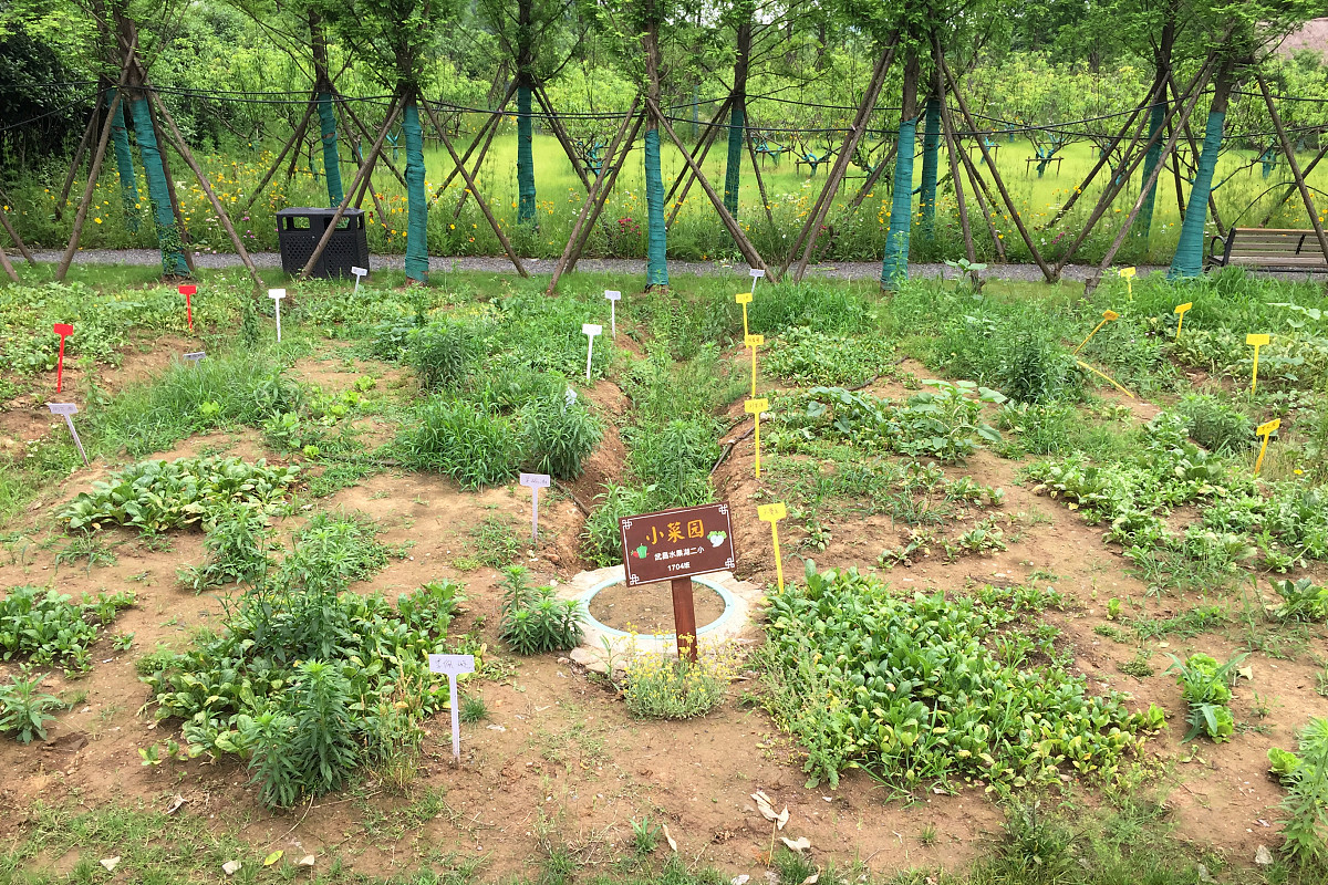 ***_***2018年5月12日,武汉东湖绿道,某小学两个班级学生的小菜园.小