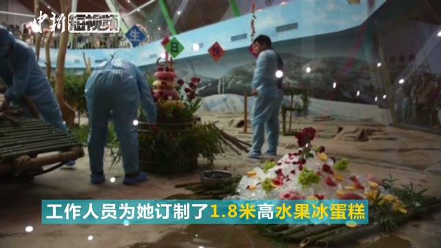 网红大熊猫思嘉12岁生日 享用1.8米高水果冰蛋糕