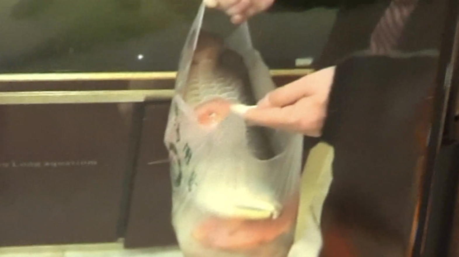 意外停电致7条天价观赏鱼死掉,供电公司认赔2条