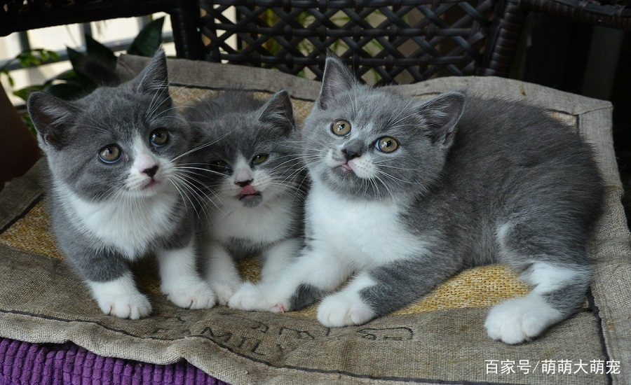 英国短毛猫,四个优点,尤其最后一点腰肥腿粗好