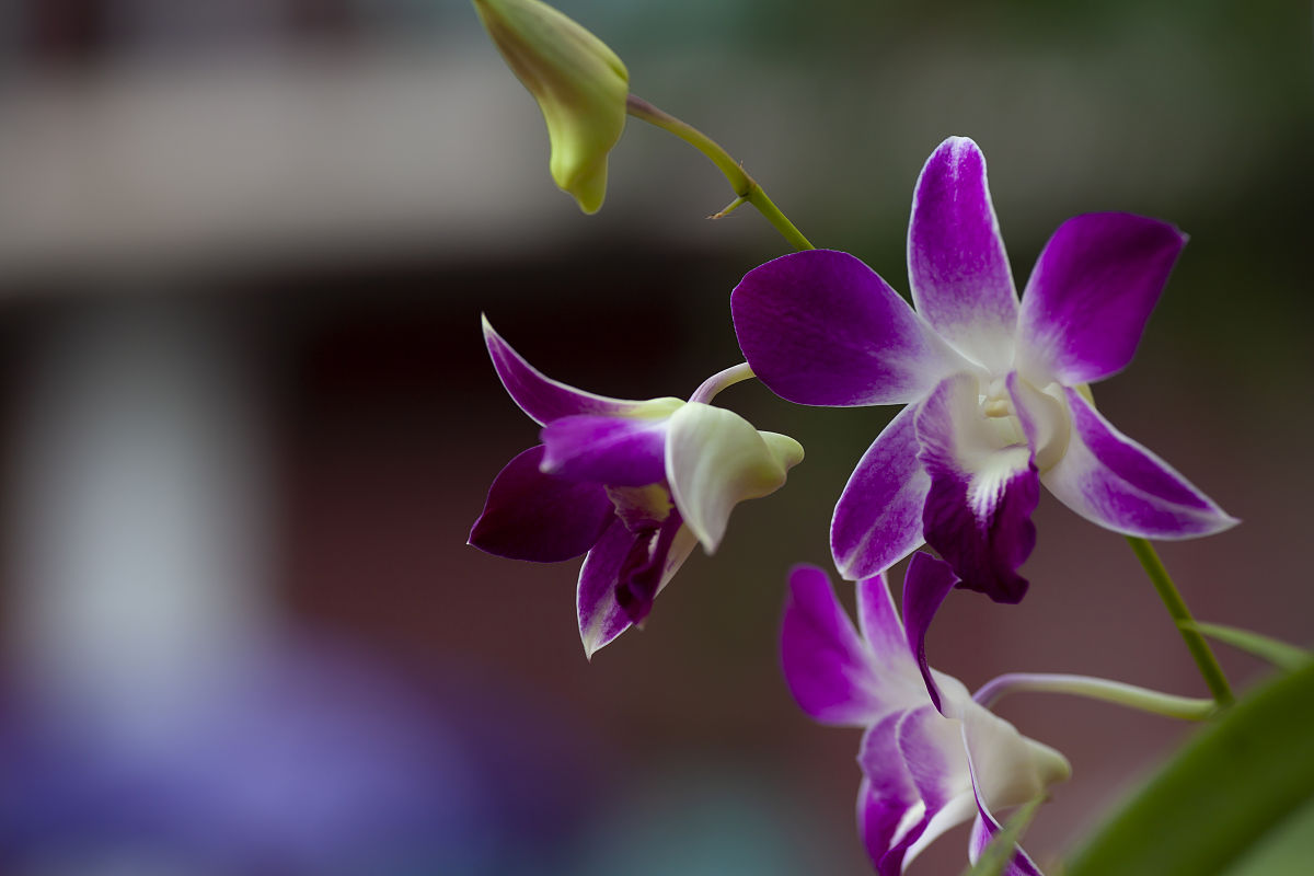 2010年1月29日,泰国的那些花儿石斛兰和鸡蛋花.