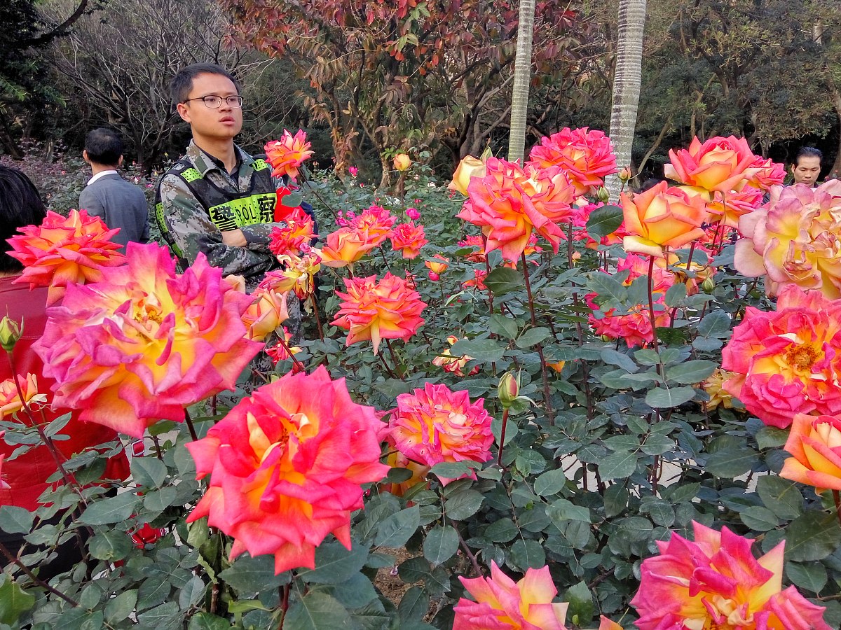 365天的花语对照表