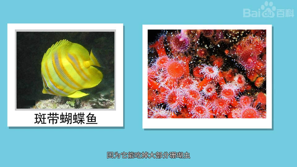 斑带蝴蝶鱼