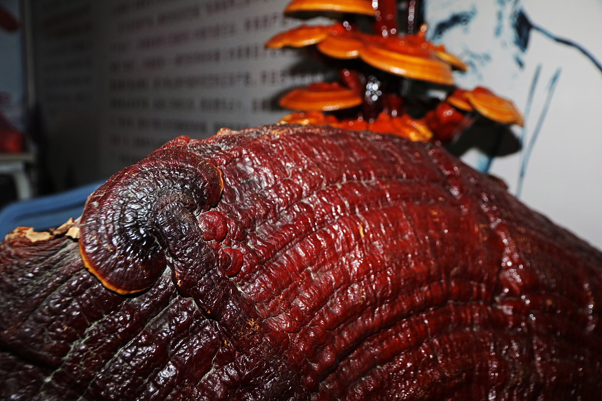 四川省工业贸易学校2022年新增专业：机器人技术、新能源汽车、物联网技术、智能制造