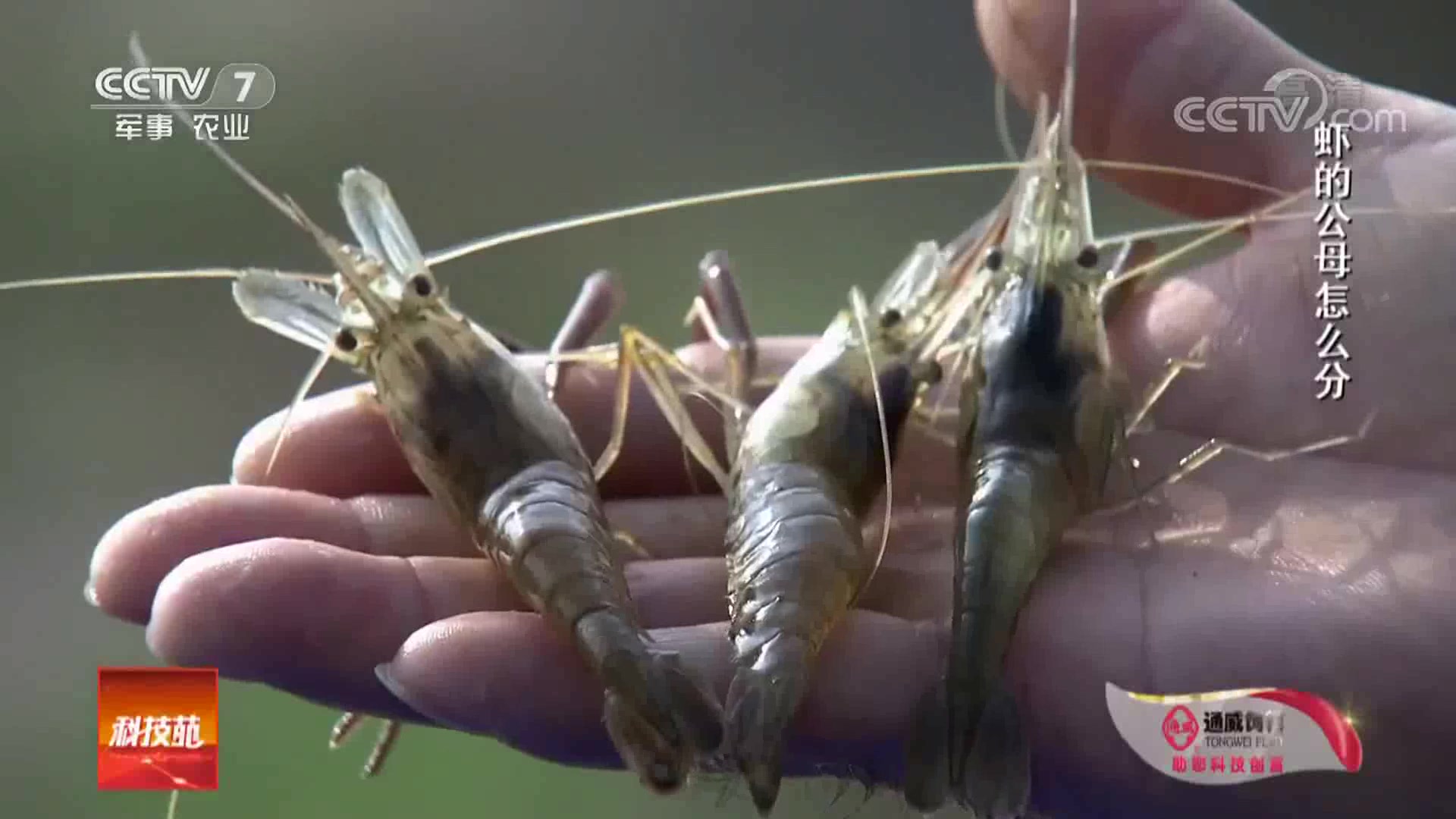 科技苑:你知道如何区别清虾的公母吗?原来这一处区别是关键!