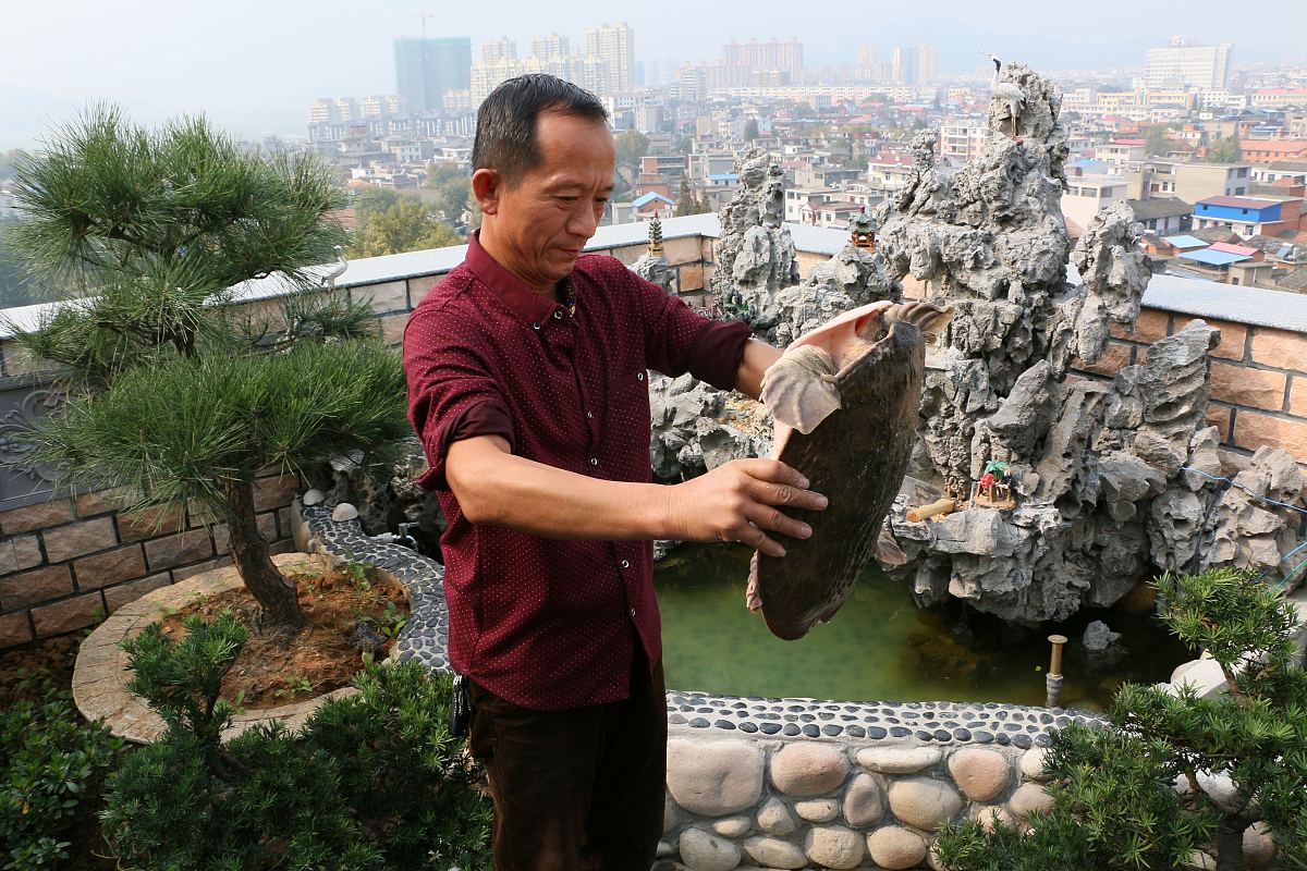 甲鱼钓鱼：猪肝饵料处理技巧