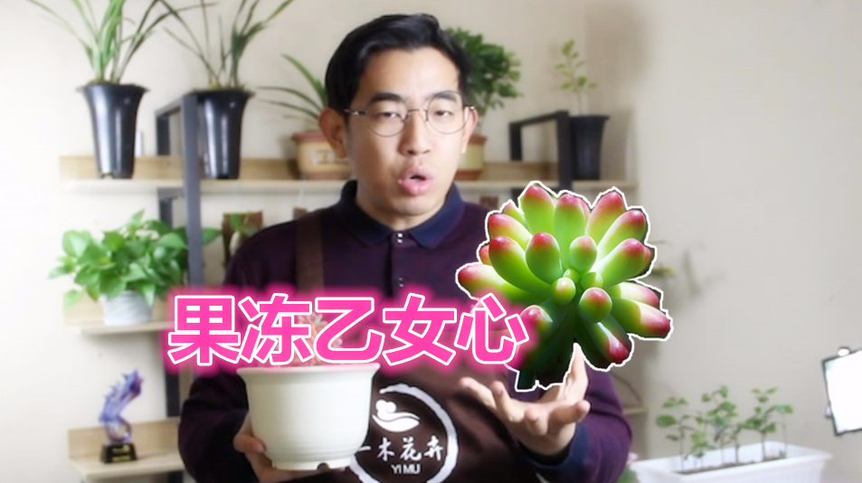 一木花卉课堂第5期:多肉植物果冻乙女心