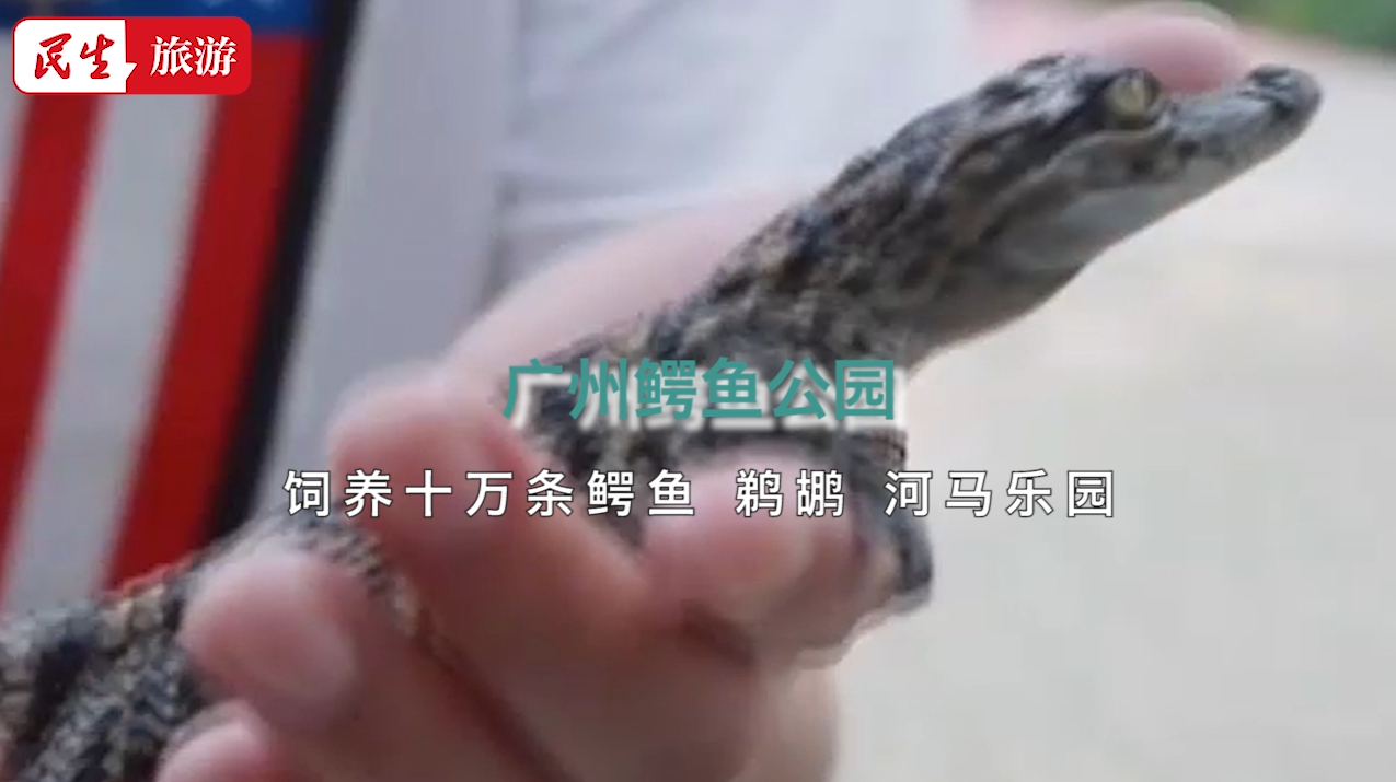 超级适合全家出游的广州鳄鱼公园,花样互动带来愉快假日