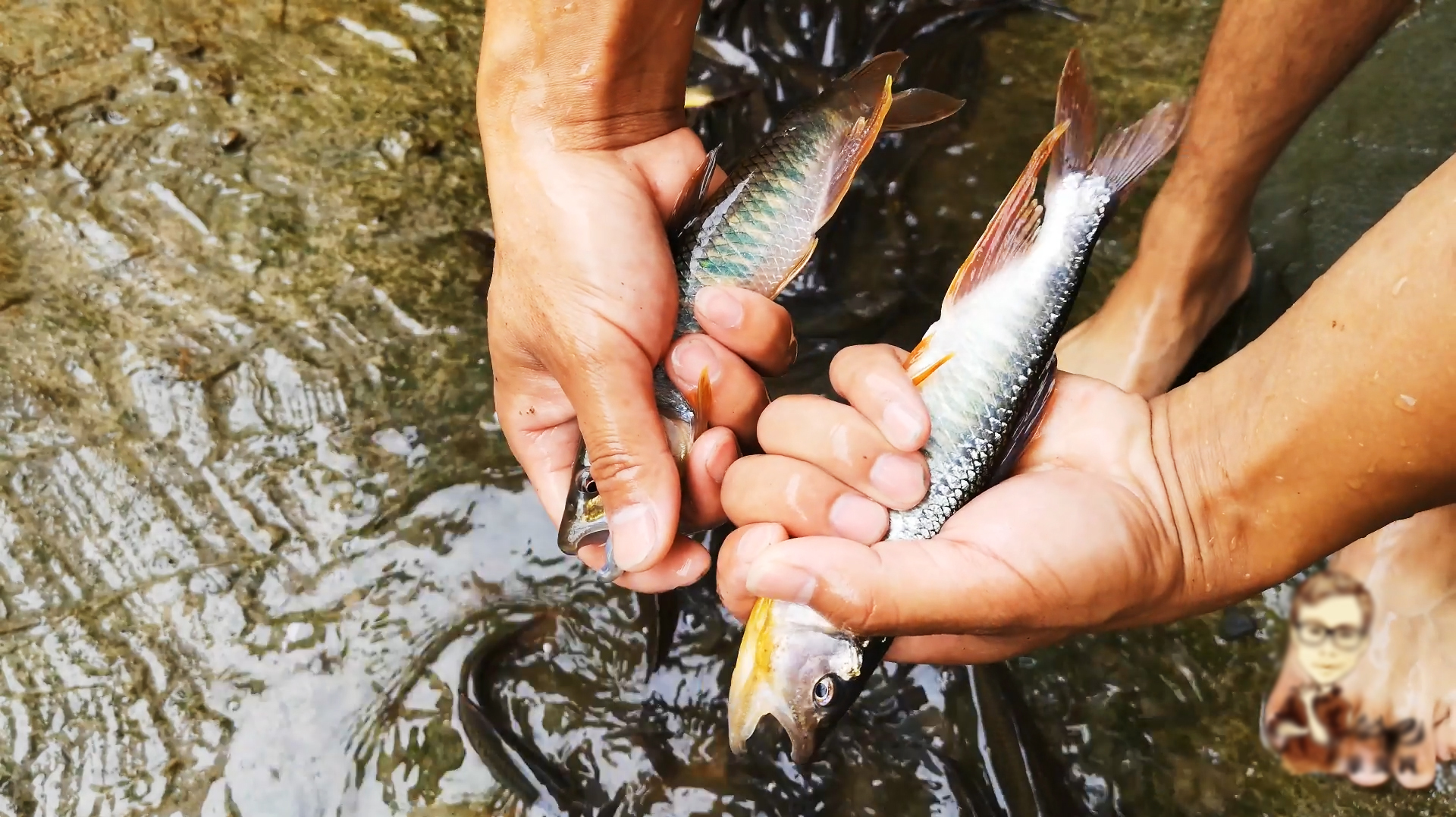 水沟养的都是小溪捉的鱼,1年后放水,原来有这么多溪石斑马口!
