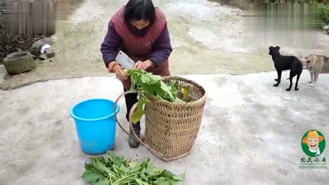农村婆媳拔芥菜,缨子用地锅榨,媳妇说可以做包子,你信吗?