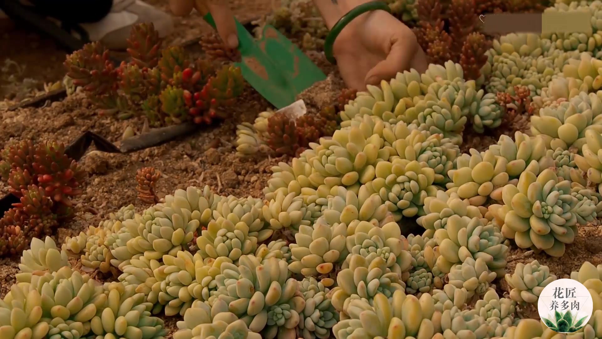 天啊!地载凝脂莲大清理,好想去帮忙