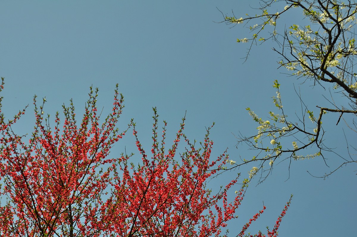 李白乘机览胜，诗心飞扬：七言绝句赏析