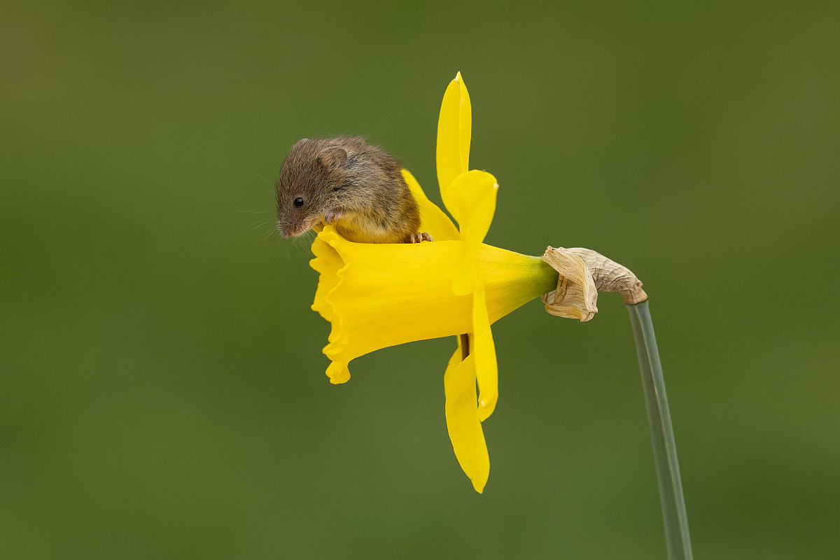 老爸曾是小偷游戏更新：全新盗窃体验！