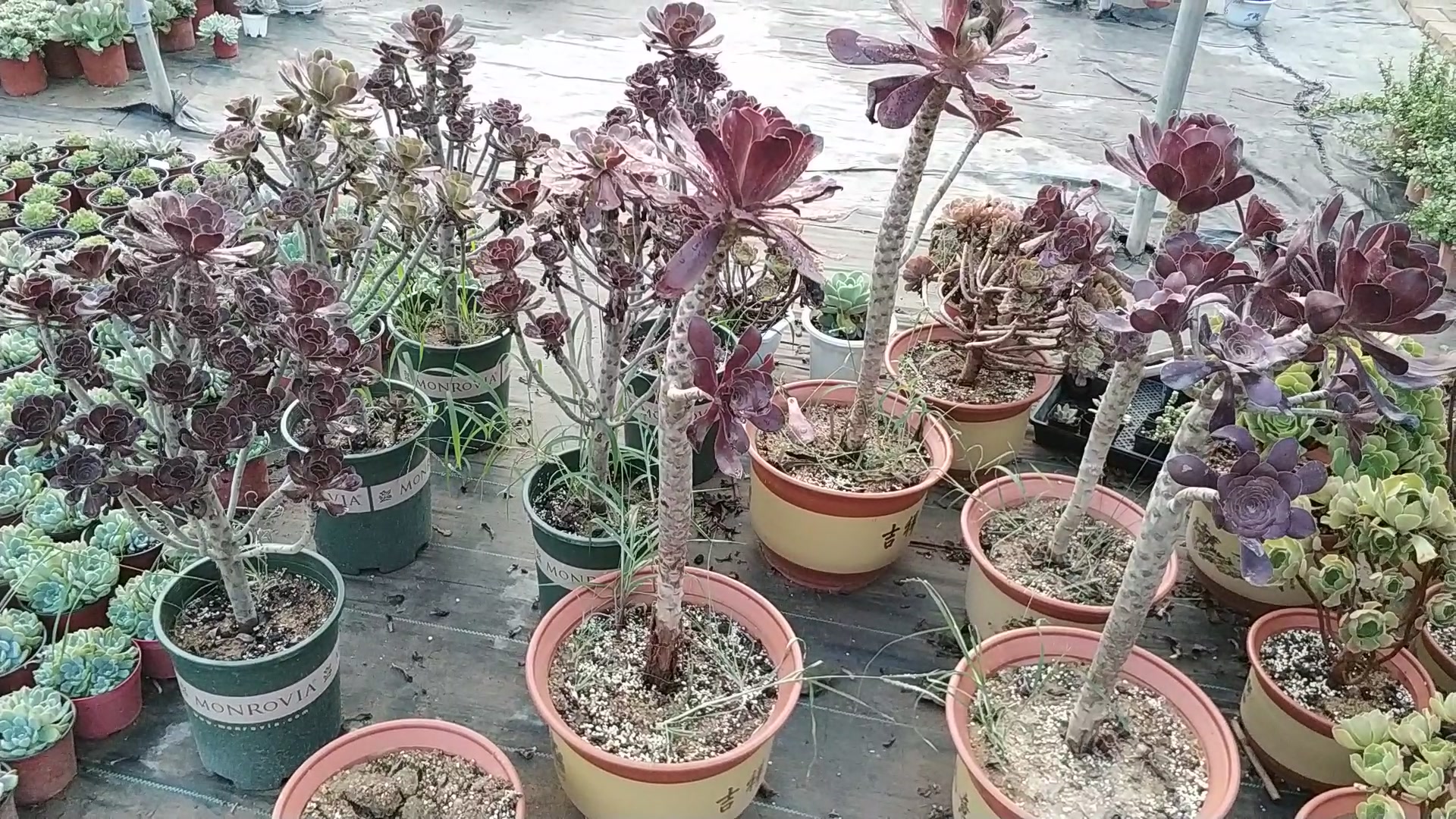 要想养出多肉植物的老桩,这几点一定要注意