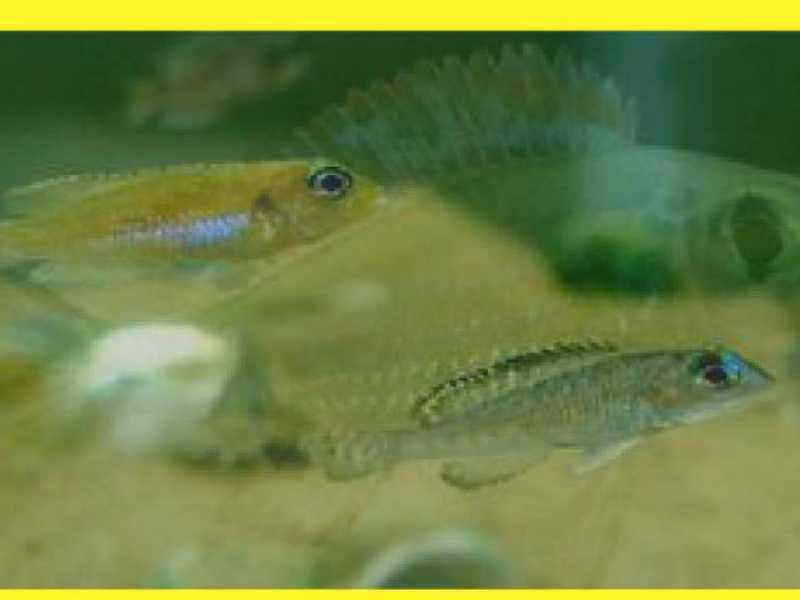 钻石贝:钻石贝是谨慎的贝鱼,他们有相当长的时间都待在壳附近