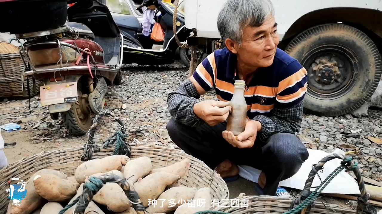 遂溪最出名的番薯,交易地还保持着上世纪的模式,你吃过吗