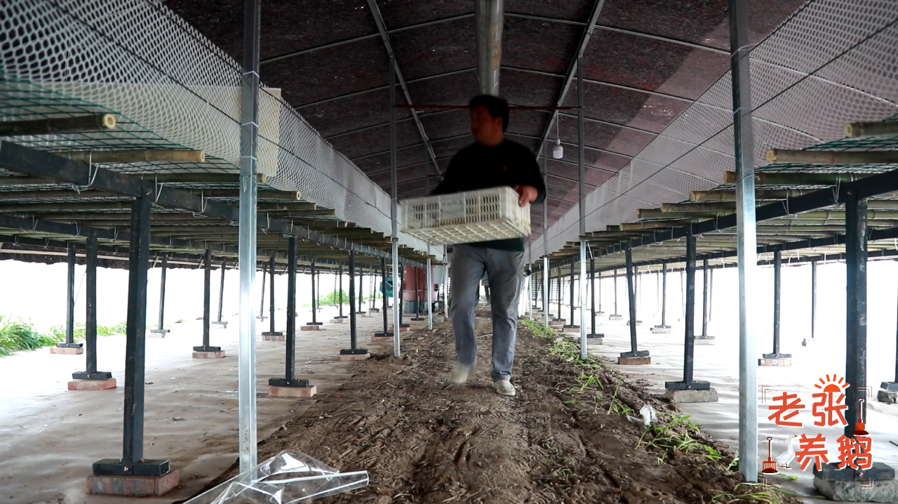 老张借送鹅苗时间讲讲养殖户搭建的鹅棚,到底好到哪里坏到哪里!