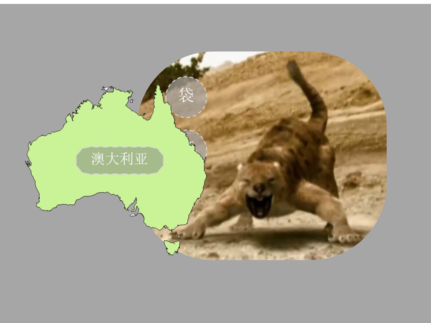 袋狮:一种生活在澳大利亚的有袋类食肉动物